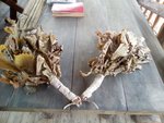 IMG-20210427-WA0004.jpg